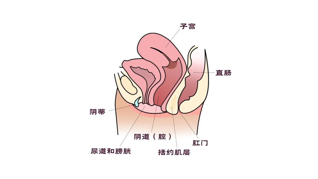 盆底功能障碍性疾病